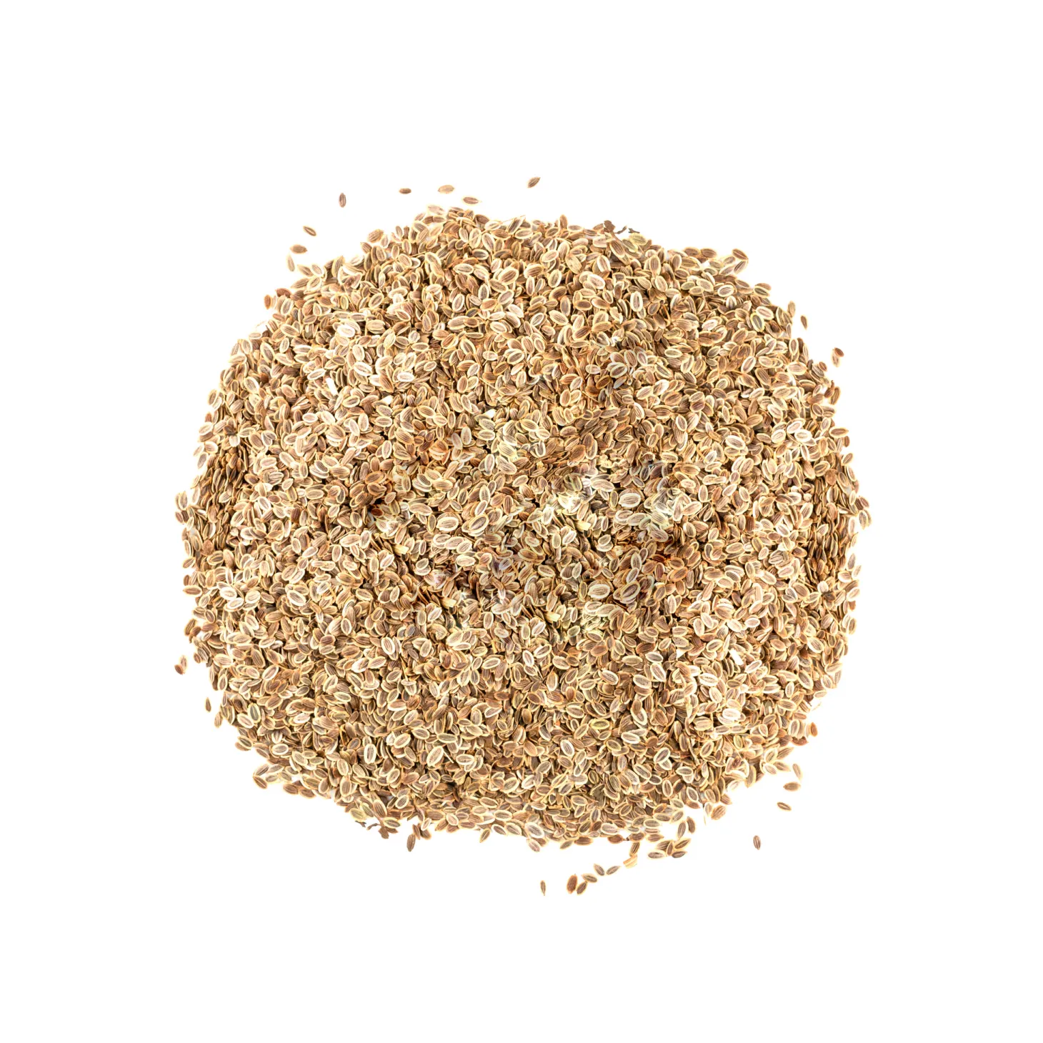 DILL SEEDS BULK